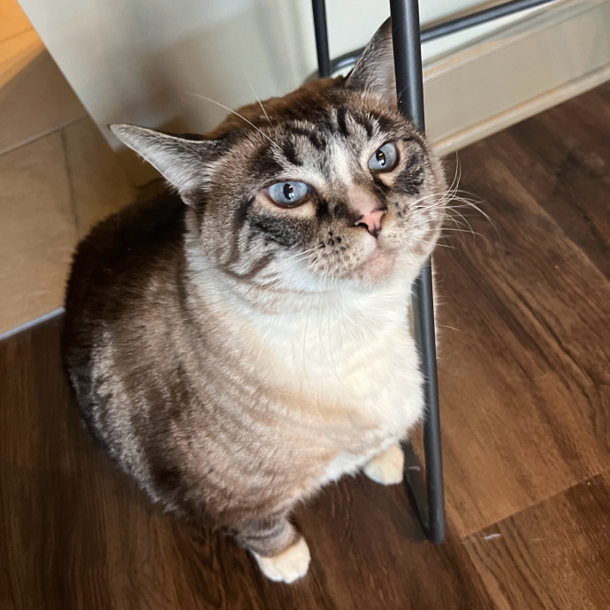 Abbie's Kitty Care