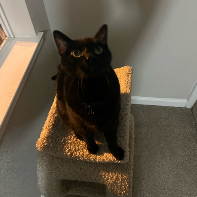 Abbie's Kitty Care