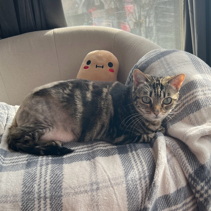 Abbie's Kitty Care