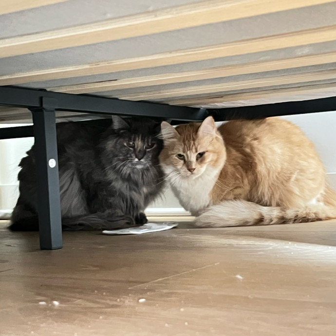 Abbie's Kitty Care