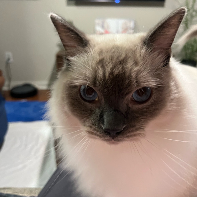 Abbie's Kitty Care