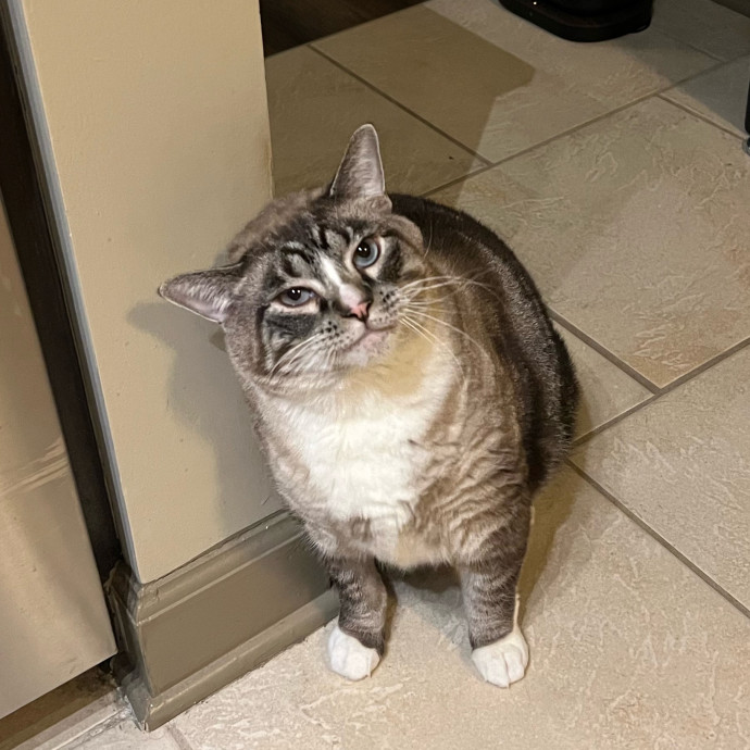 Abbie's Kitty Care