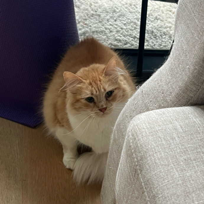 Abbie's Kitty Care