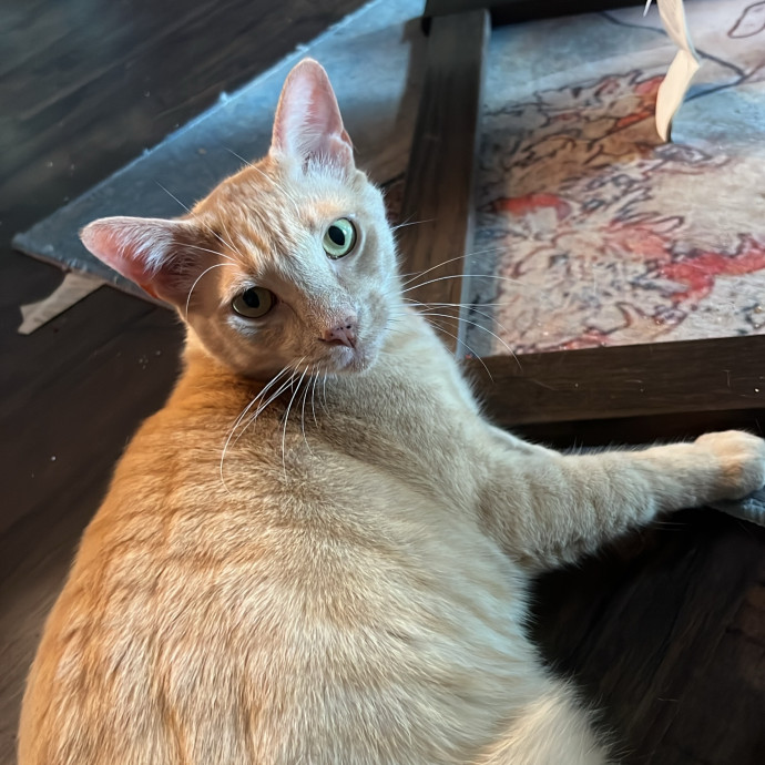 Abbie's Kitty Care