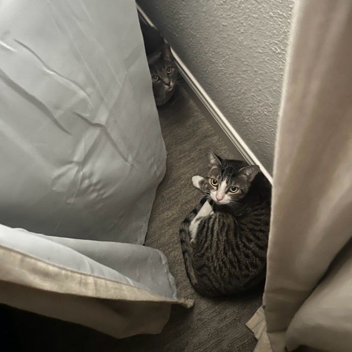 Abbie's Kitty Care