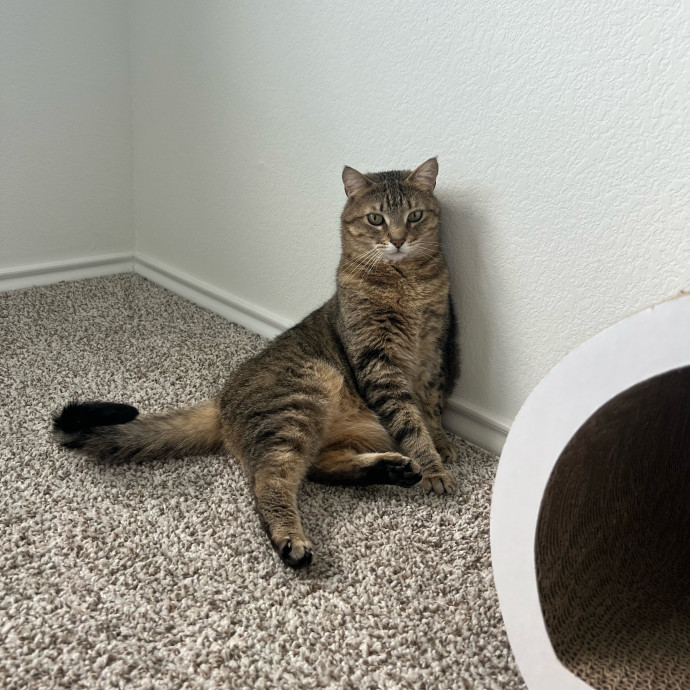 Abbie's Kitty Care
