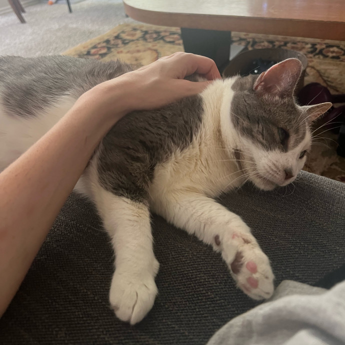 Abbie's Kitty Care