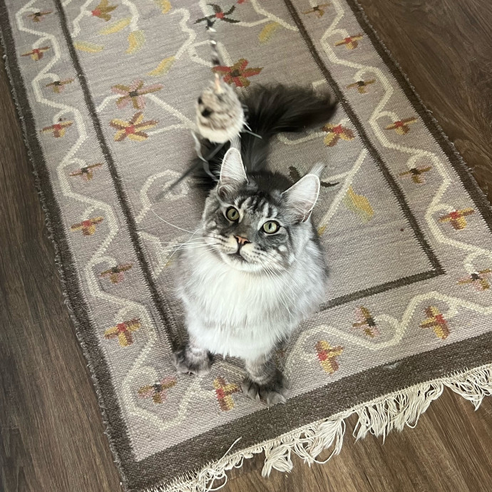 Abbie's Kitty Care