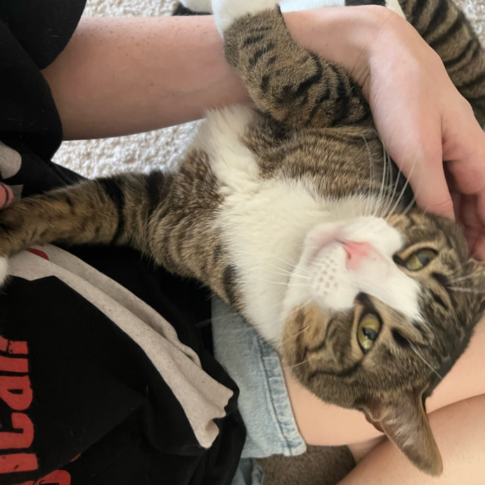 Abbie's Kitty Care