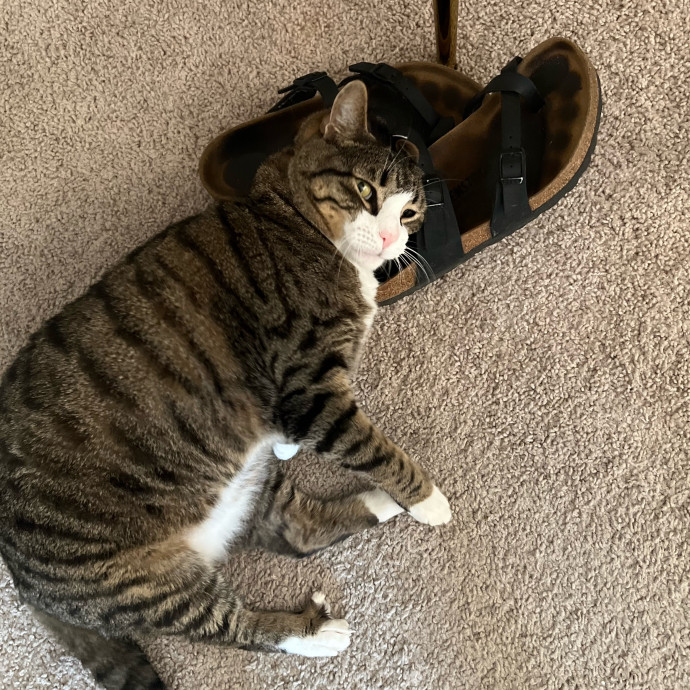 Abbie's Kitty Care