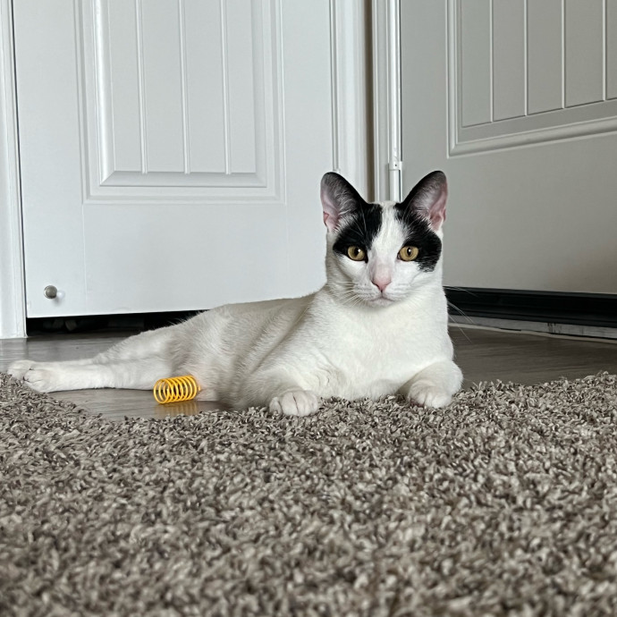 Abbie's Kitty Care