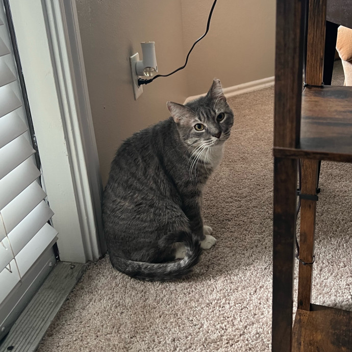 Abbie's Kitty Care