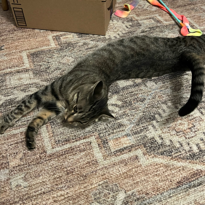 Abbie's Kitty Care