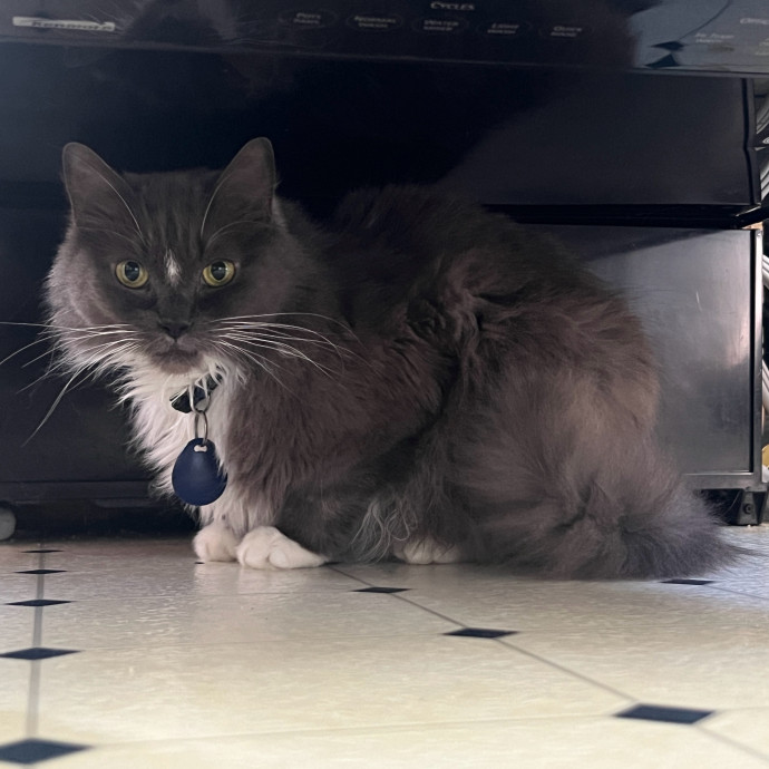 Abbie's Kitty Care