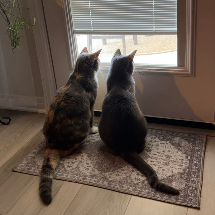 Abbie's Kitty Care