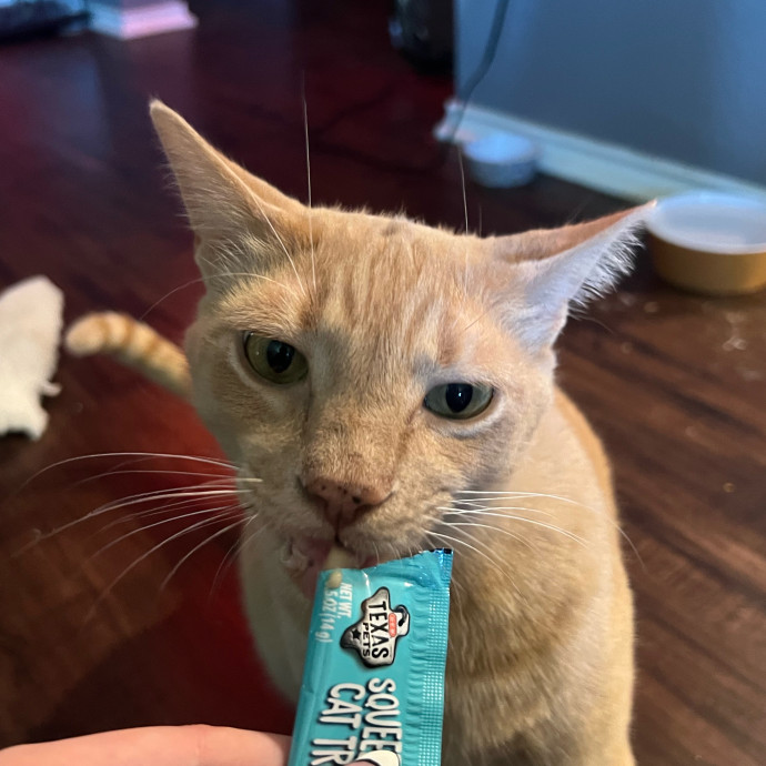 Abbie's Kitty Care photo 3