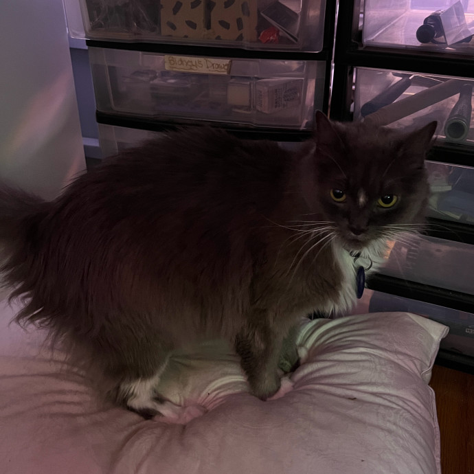 Abbie's Kitty Care photo 2