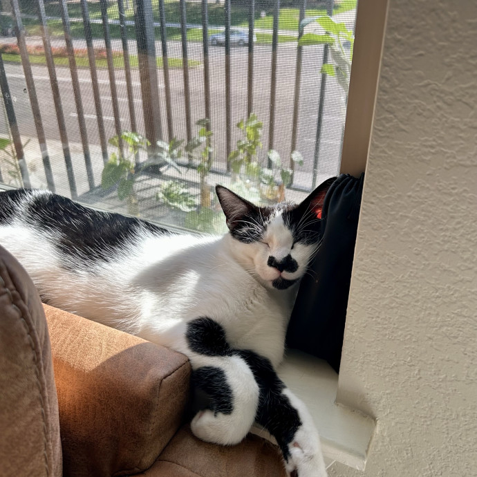Your Cats Are My Cats