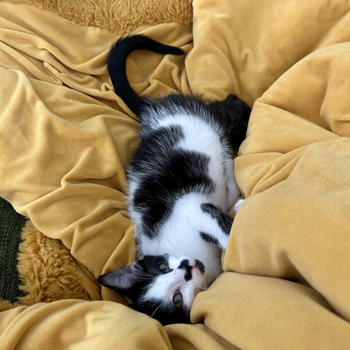 Your Cats Are My Cats