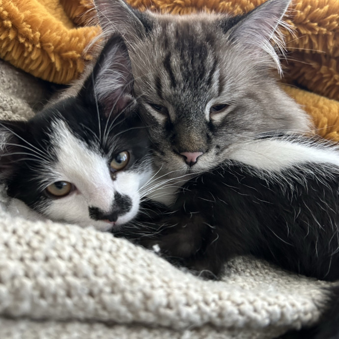 Your Cats Are My Cats photo 3