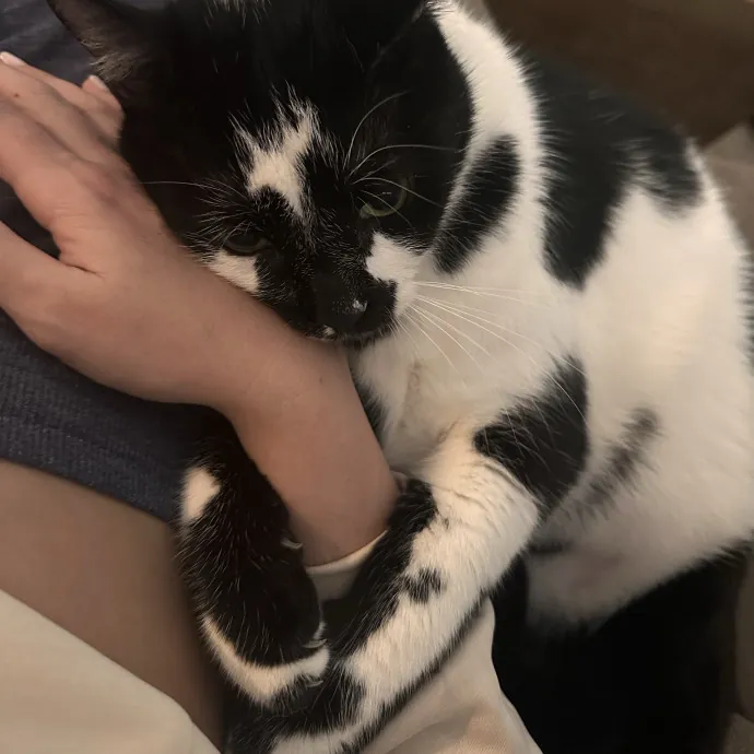 Kitty Loving Pro photo 4