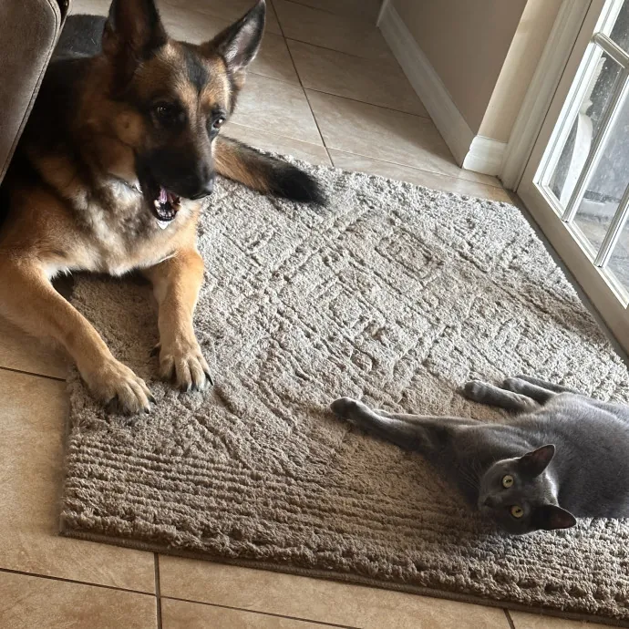 Kitty Loving Pro photo 3