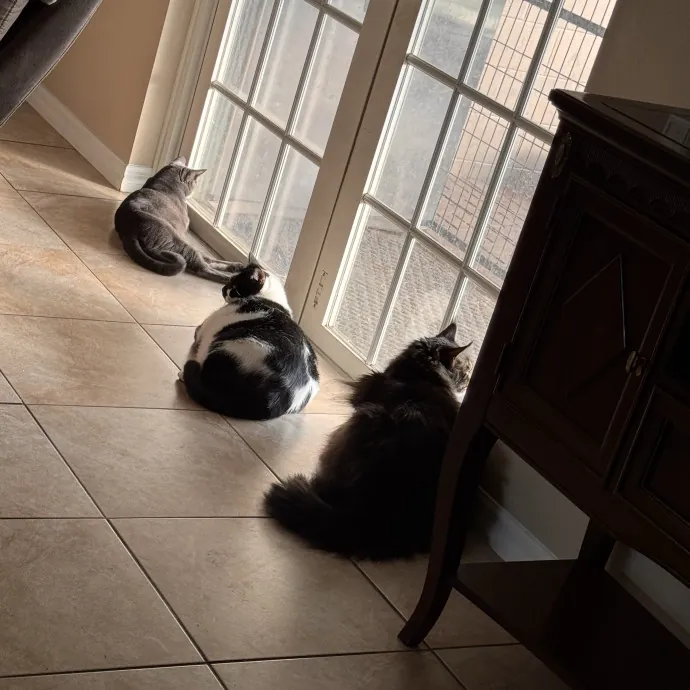 Kitty Loving Pro photo 2