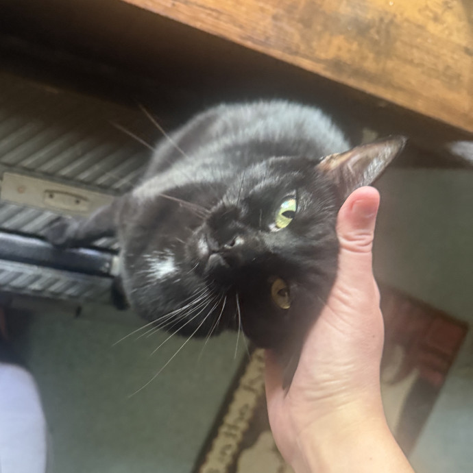 I Love Any And All Cats 3