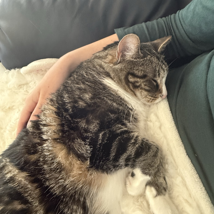 I Love Any And All Cats 3