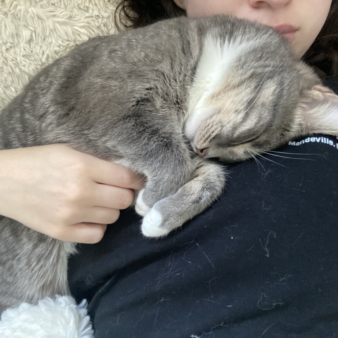 Experienced Cat Caregiver And Foster