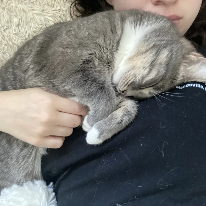 Experienced Cat Caregiver And Foster