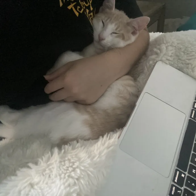 Experienced Cat Caregiver And Foster