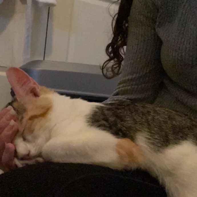 Experienced Cat Caregiver And Foster photo 4
