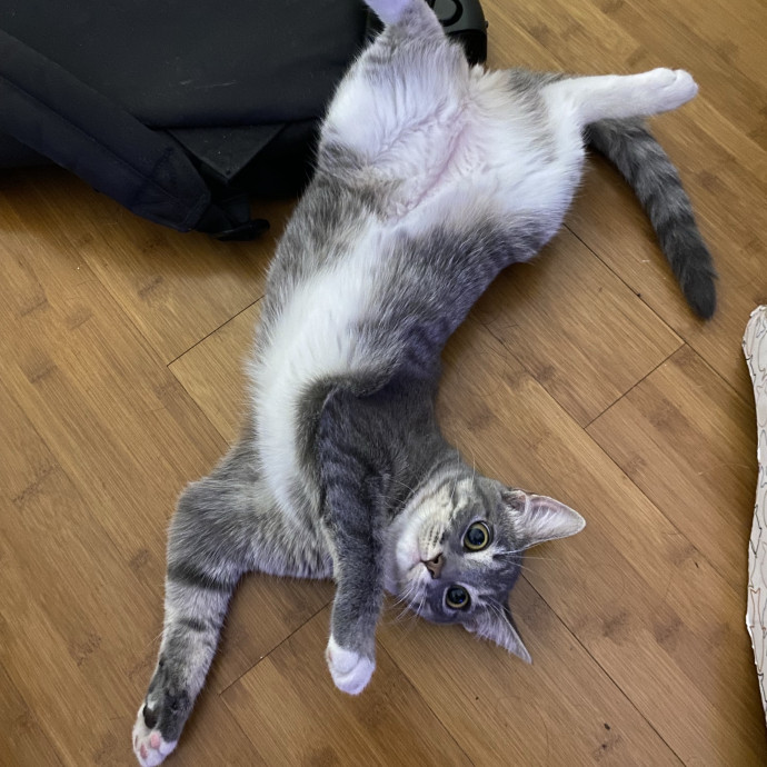 Experienced Cat Caregiver And Foster