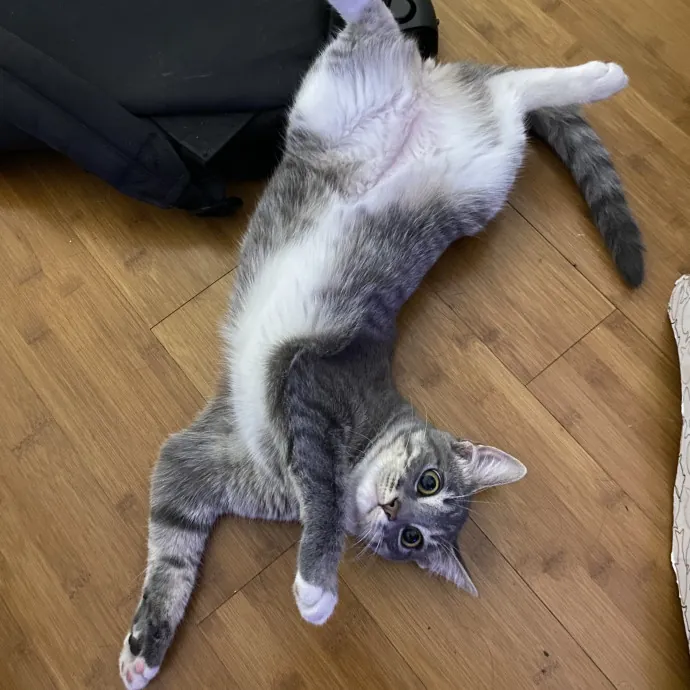 Experienced Cat Caregiver And Foster photo 3