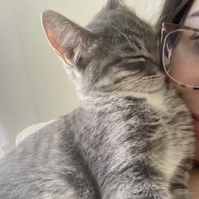 Experienced Cat Caregiver And Foster photo 2