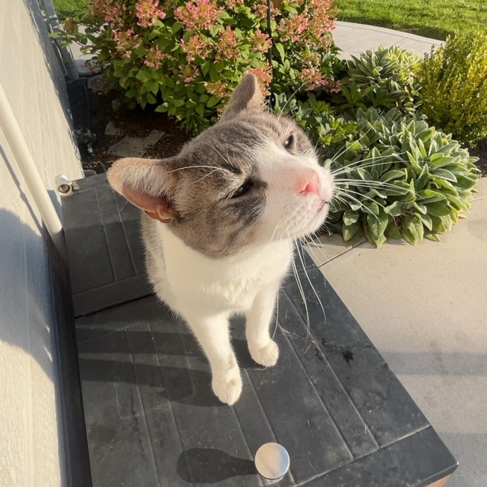Loving And Responsible Cat Owner