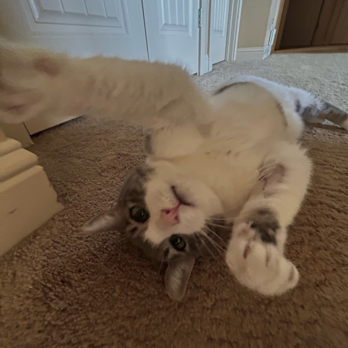 Loving And Responsible Cat Owner