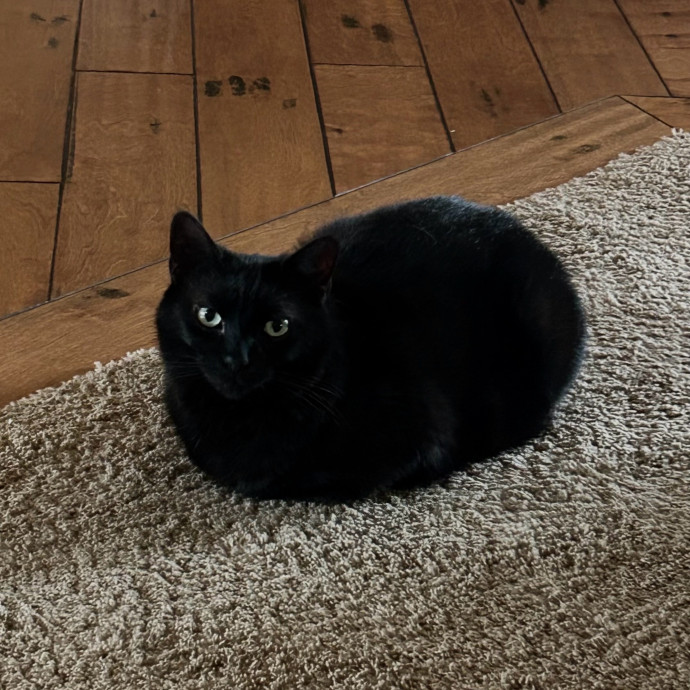 Loving And Responsible Cat Owner photo 3