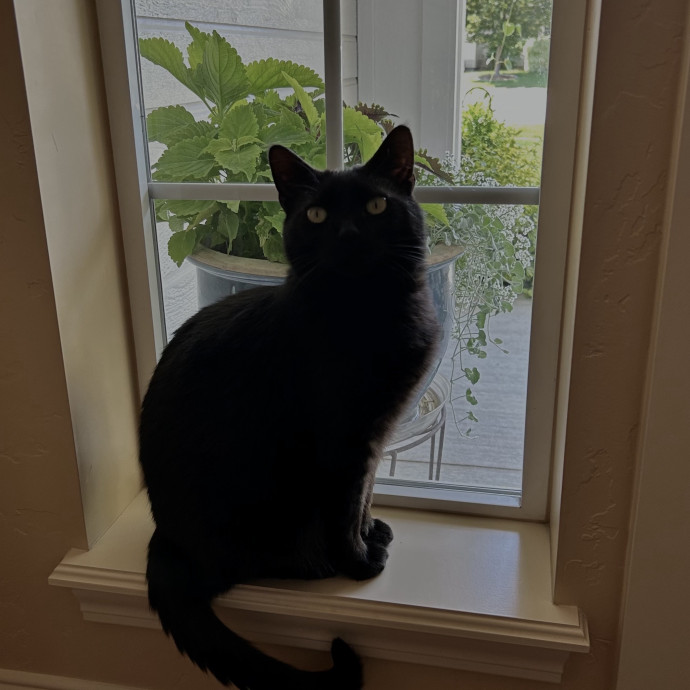 Loving And Responsible Cat Owner photo 2