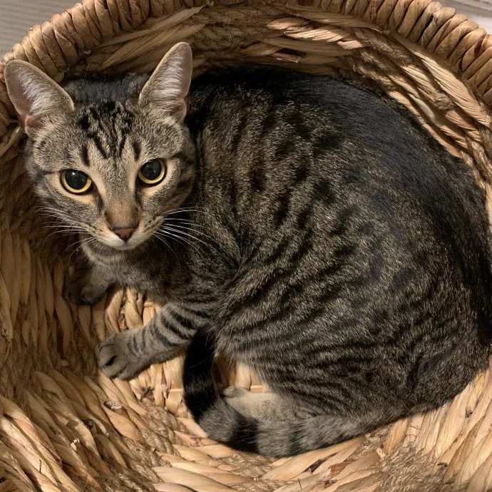 Their Paws Will Be In Good Hands