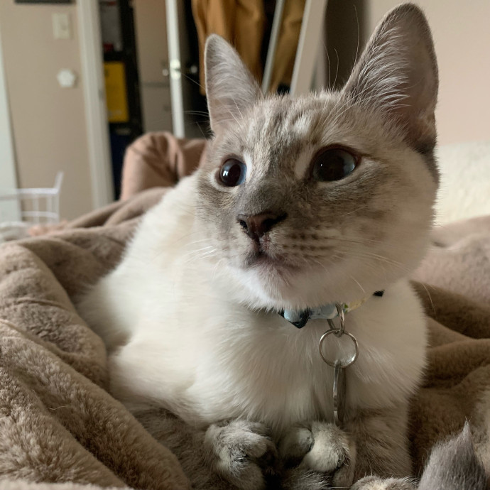 Their Paws Will Be In Good Hands