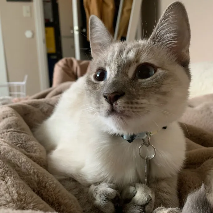 Their Paws Will Be In Good Hands