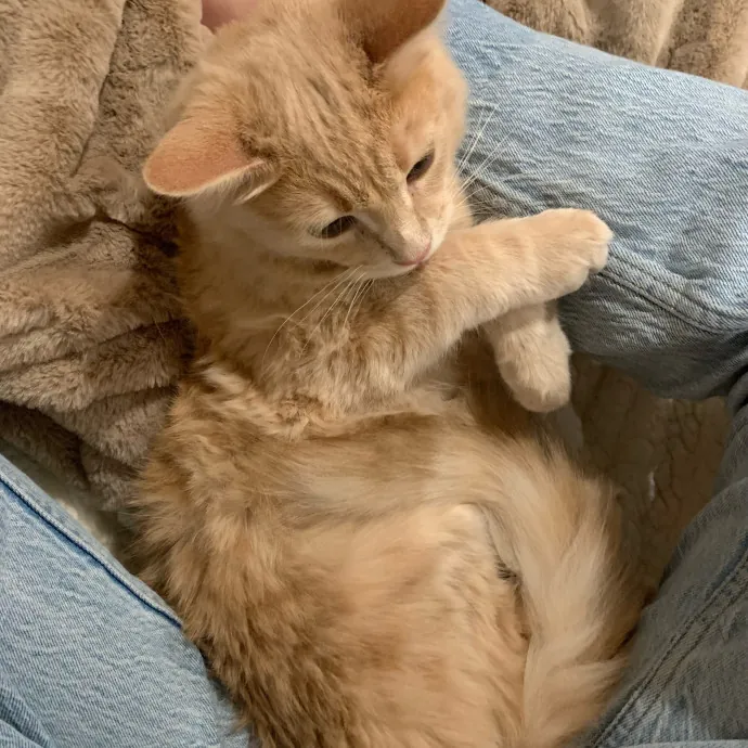 Their Paws Will Be In Good Hands