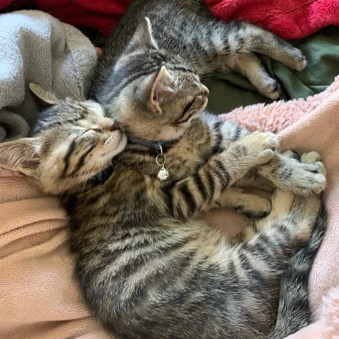 Their Paws Will Be In Good Hands