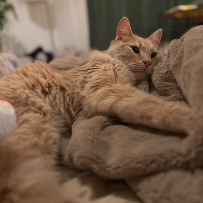 Their Paws Will Be In Good Hands