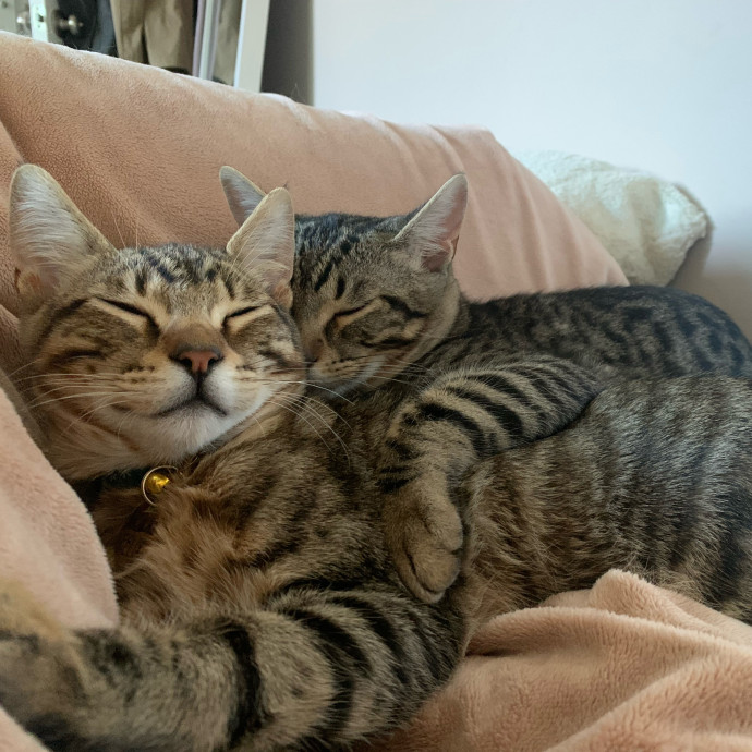 Their Paws Will Be In Good Hands