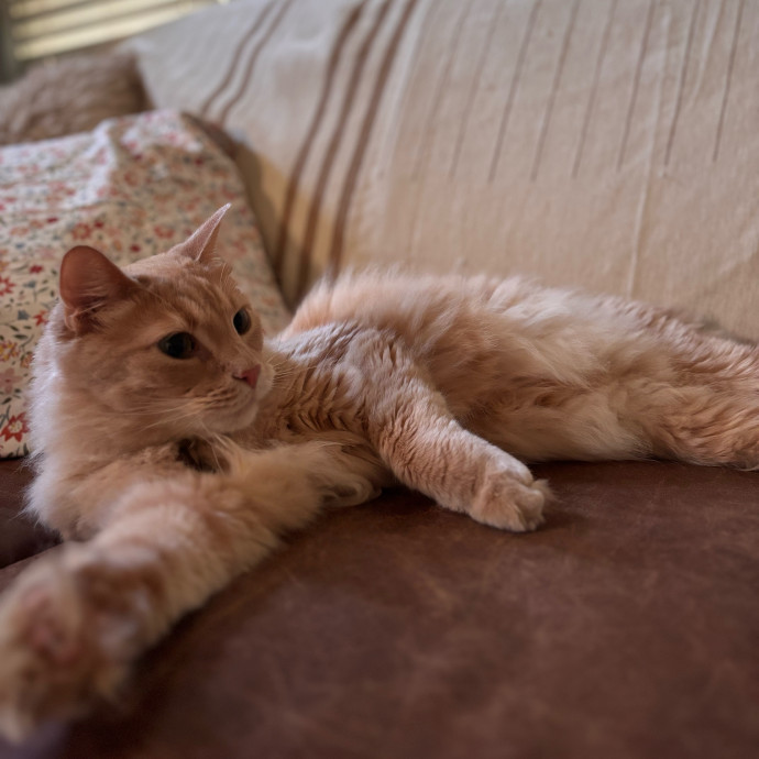 Their Paws Will Be In Good Hands photo 2