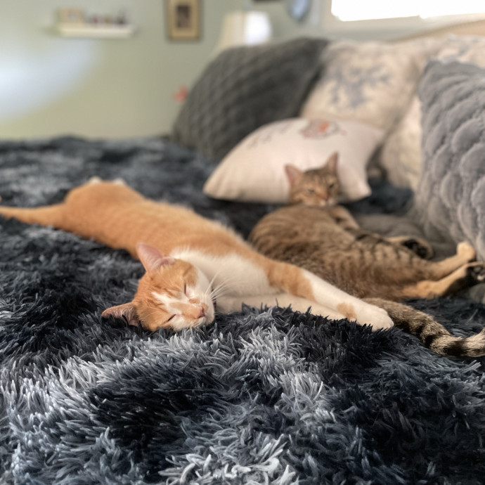 Cat Mother And Your Pet Sitter