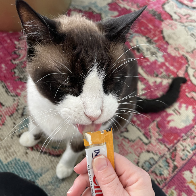 Cat Mother And Your Pet Sitter